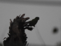 Psittacara holochlorus