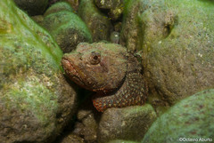 Scorpaena mystes