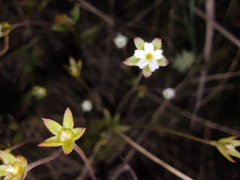 Androsace elongata, photograph (c) Vasily Moryashkin, some rights reserved (CC BY)