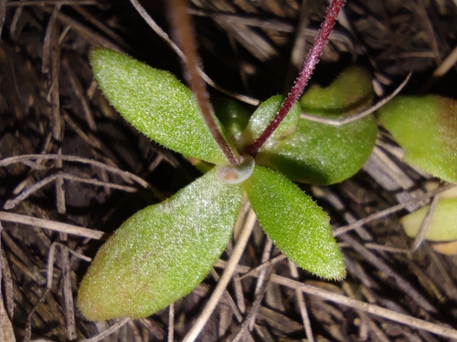 Androsace elongata, photograph 3