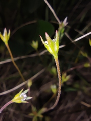 Androsace elongata