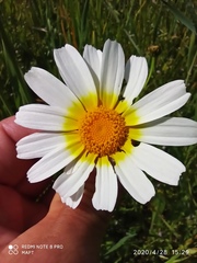 Glebionis coronaria