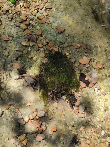 Fontinalis hypnoides observed 2025-06-25
