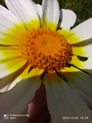 Glebionis coronaria