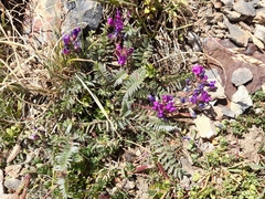 Oxytropis neglecta