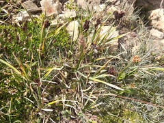 Smallflower Sedge (Carex parviflora)