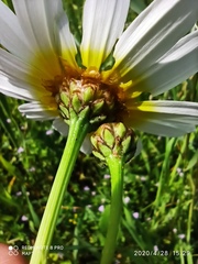 Glebionis coronaria