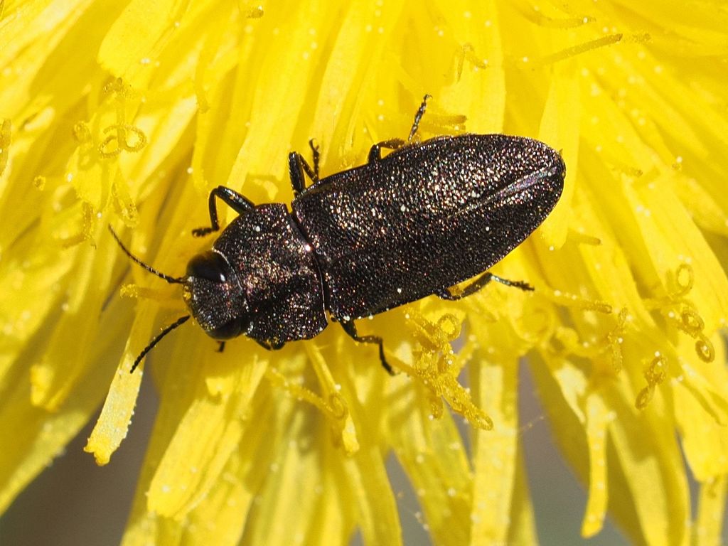 Anthaxia morio