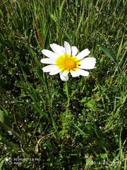 Glebionis coronaria