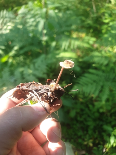 Earpick Fungus