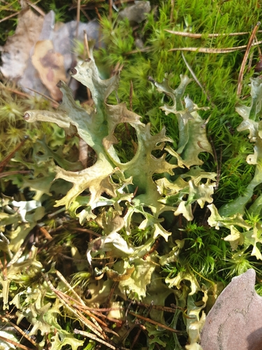 Iceland Lichen