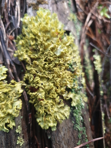 Powdered Sunshine Lichen