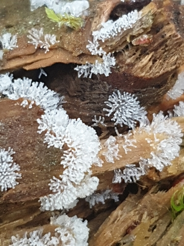 Common Coral Slime
