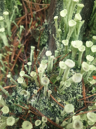 Lesser Sulphur-cup Lichen