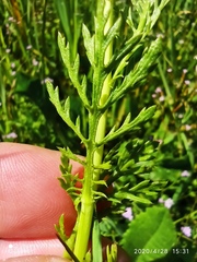Glebionis coronaria