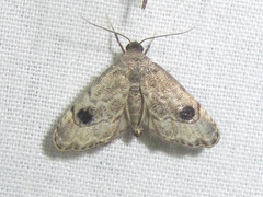Abablemma brimleyana