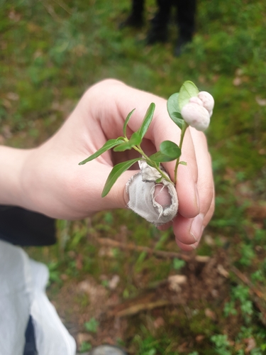 Lingonberry Gall