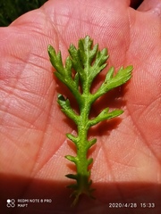Glebionis coronaria