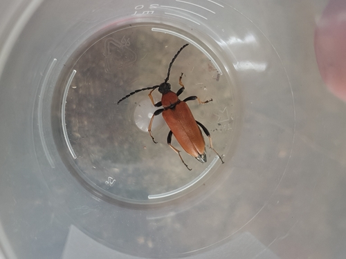 Red Pine Longhorn Beetle