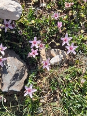 Arenaria purpurascens