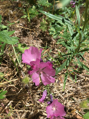 Sidalcea malviflora patula