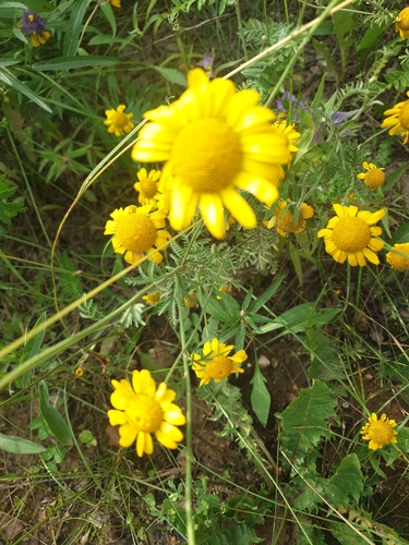 Golden marguerite