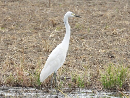 iNaturalist image