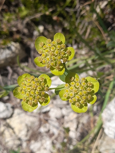 Bupleurum angulosum, photograph 5