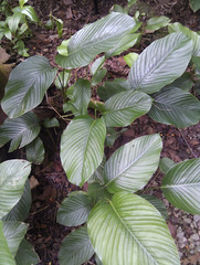 Thaumatococcus daniellii