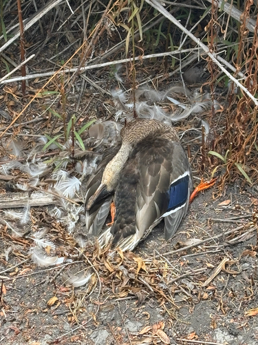 iNaturalist observation photo of Mallard