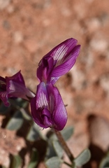 Astragalus amphioxys