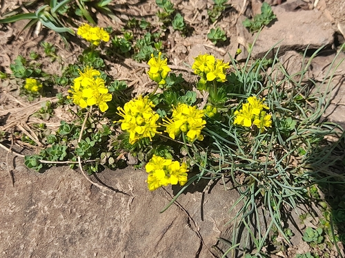 Draba aizoides, photograph 4