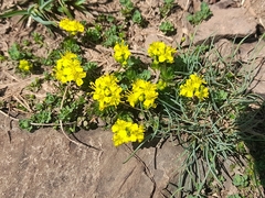 (c) Flavien Saboureau, some rights reserved (CC BY) Draba aizoides, photograph (c) Flavien Saboureau, some rights reserved (CC BY)