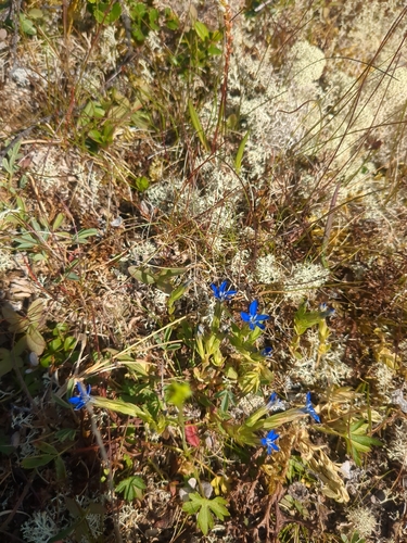 Alpine gentian