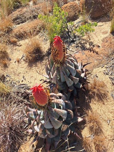 Aloe peglerae, photograph 6