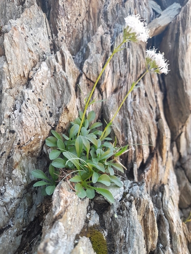 Valeriana apula