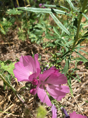 Sidalcea malviflora patula