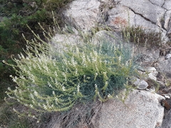 Reseda glauca
