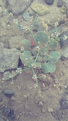 Eriogonum rotundifolium