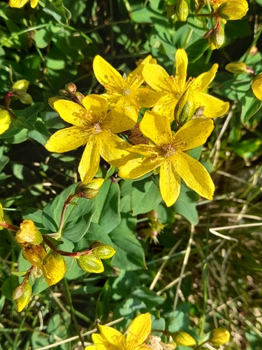 Hypericum richeri, photograph 1