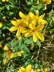 Hypericum richeri, photograph (c) Flavien Saboureau, some rights reserved (CC BY)