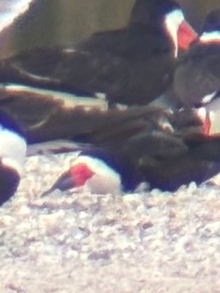 iNaturalist observation photo of Black Skimmer