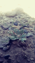 Eriogonum rotundifolium