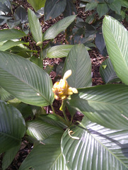 Goeppertia marantifolia