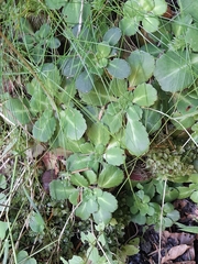 Saxifraga umbrosa