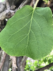 Actinidia