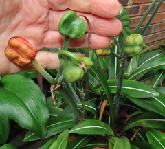 Hippeastrum reticulatum striatifolium