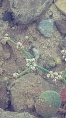 Eriogonum rotundifolium