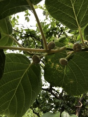 Actinidia