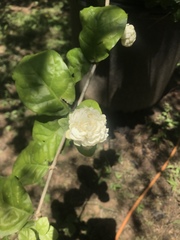 Jasminum sambac